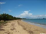 La Ceiba de Vieques - VIEQUES
